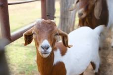 GOAT YOGA