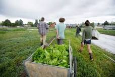 River Road Farm Tour - June — Garden City Harvest