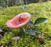 Mushroom Walk with Chris Baker, The Chicory Naturalist