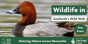 Wildlife in Gosforth's Wild Web