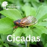 Wee Wonders Program – Cicadas