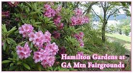 Hiawassee GA - The Rhododendron Festival at Georgia Mtn Fairgrounds