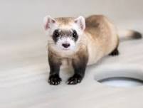 A Celebration of the Endangered BlackFooted Ferret with Staff of the National Black Footed Ferret Conservation Center