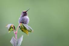 Bird-A-Thon Field Trip - Three Forks — Eastside Audubon Society