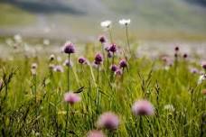 Alpine herbs workshop