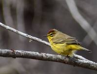 Sensory-Friendly Beginner Bird Walk