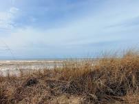 Dune Grass Harvesting