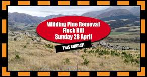 THIS SUNDAY 28 APRIL. WILDING PINE REMOVAL. FLOCK HILL