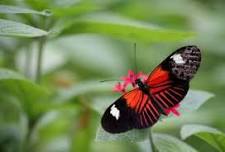 Bison and Butterflies