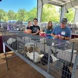 4-H/FFA Rabbit Show