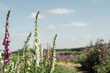 FLOWER FARM OPEN DAY