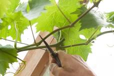 Introduction to Grapevine Pruning