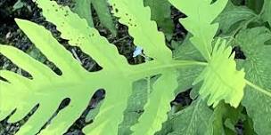 Fern Walk with Richard Mandelbaum