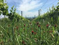 June Bloom & Muffuletta at Coleman Vineyard