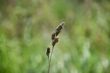 Vegetative Grass Identification