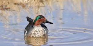 Bellingham Urban Birding - Lake Padden