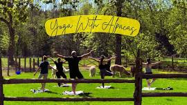 Yoga with Alpacas – The Heart of the Willow