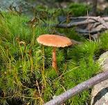 Fungi & Forest: Ecology Walk