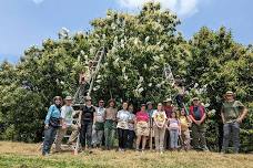 Help Pollinate Trees in Cookeville, TN!