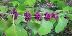 Meet the local plants of Comanche Hill