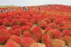 Hitachi Seaside Park: Kochia Carnival 2024