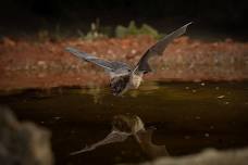 Come and learn all about bats with “The Bat lady”  Barbara Ogaard at Camano Island Public Library