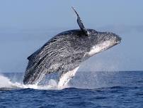 What’s Song Got To Do With It? The ‘Mystery’ of Humpback Whale Song