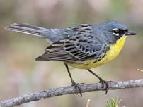 Gahagan's Kirtland's Warbler Tour