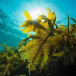 Glen Acres Low Tide Kelp Swim