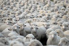 Northern California Wool Growers Trial