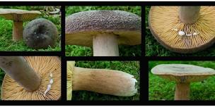 Edible Wild Plants and Fungi of Summer-Presentation