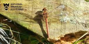 Biodiversity at Threave Nature Reserve - Guided Walk