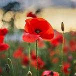 Remembrance Sunday