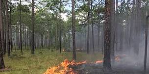 Sandhills Game Lands Field Tour and Longleaf Understory Workshop