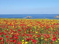 6K Club Walk - Poppies & Sunset Walk and Dip at West Pentire