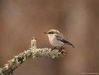 Help Birds Georgia Restore the Historic Lyon Farm