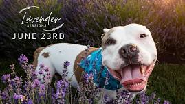 Lavender Field Photo Sessions