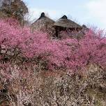 Mount Tsukuba Plum Festival