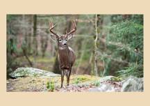 Food Plots 101 Spring 2024