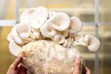 Mushroom Farm Tour for Ages 8+