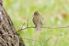 Bird Walk at Los Luceros