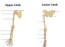 Upper & Lower limb course