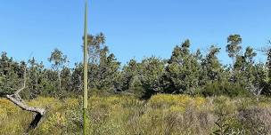 Wildflowering on Bribie