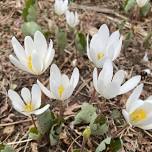 Wildflower Walk & iNaturalist exploration on the Concord River Greenway