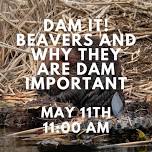 Dam It! Beavers and Why They are Dam Important