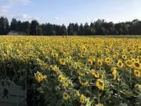 Sunflower Festival at Rutledge Family Farm