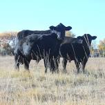 Where Two Trails Meet Annual Bull Sale