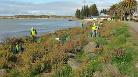 Talk: “Your Dunes My Dunes” Presentation by Richard House, Victor Harbor Coastcare — Winter Whale Fest, Victor Harbor