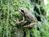 Guided Nature Walk: Amphibians