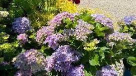 All You Need to Know About Hydrangeas